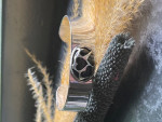 Karin : Armband met onyx 